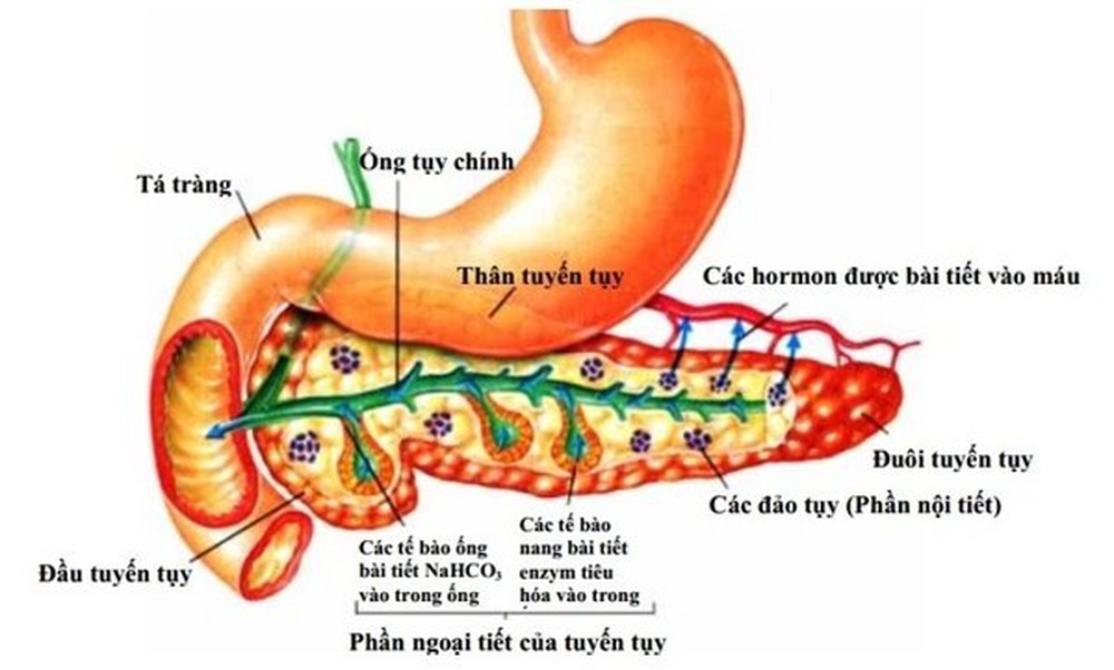 Ung thư tuyến tụy có di truyền không