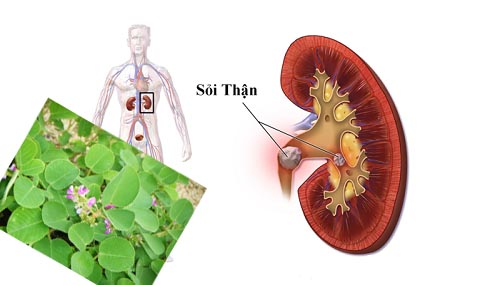 Sức khỏe và kim tiền thảo là chủ đề được quan tâm nhiều trong những năm qua, và có nhiều bằng chứng cho thấy rằng nó có thể giúp hỗ trợ sức khỏe thể chất và tinh thần. Hình ảnh liên quan đến sức khỏe và kim tiền thảo có thể hiển thị những sản phẩm và hoạt động có liên quan, từ yoga đến các sản phẩm chăm sóc sức khỏe dựa trên thảo dược.