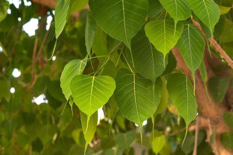 Uống lá bồ đề có tác dụng gì với sức khỏe con người
