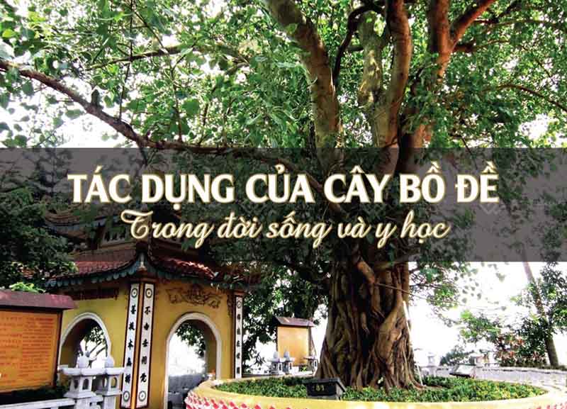 Uống lá bồ đề có tác dụng gì với sức khỏe con người