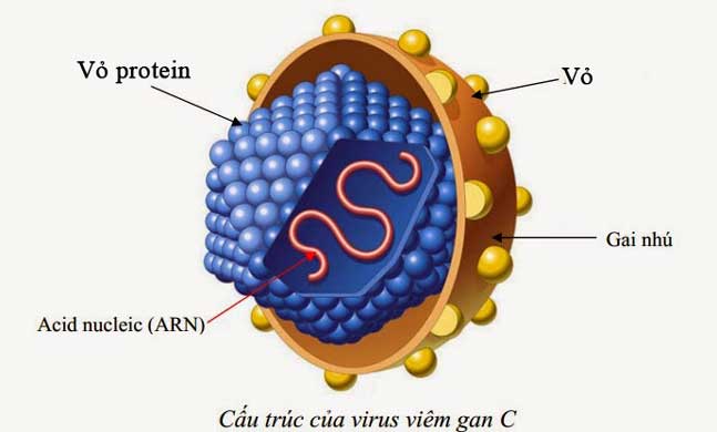 Viêm gan C có nguy hiểm không và cách phòng bệnh như thế nào