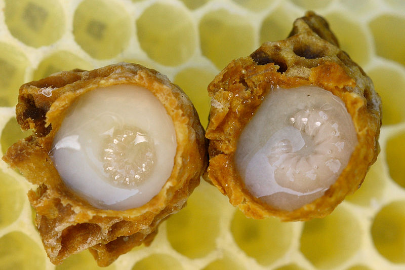 Viên nang sữa ong chúa Royal Jelly của Mỹ loại nào tốt