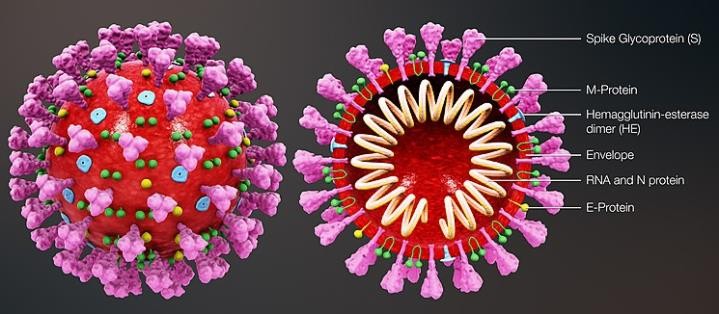 virus corona