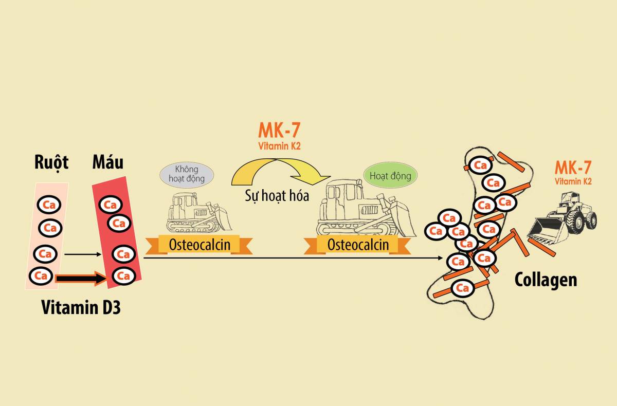 Vitamin d3 k2 mk7 có tác dụng gì với sức khỏe con người