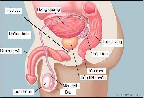 Vôi hóa tiền liệt tuyến là gì và cách chữa trị như thế nào