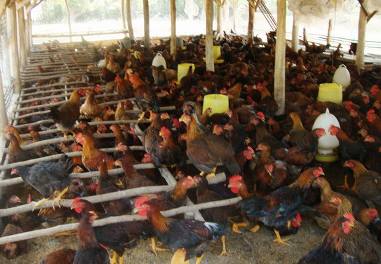 9X làm giàu nhờ chăn nuôi gà lợn sạch  Tạp chí Chăn nuôi Việt Nam