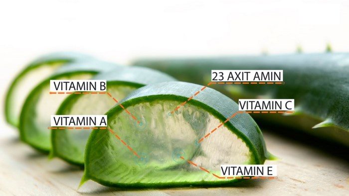 Nha đam tốt cho bộ não và cho hệ thần kinh