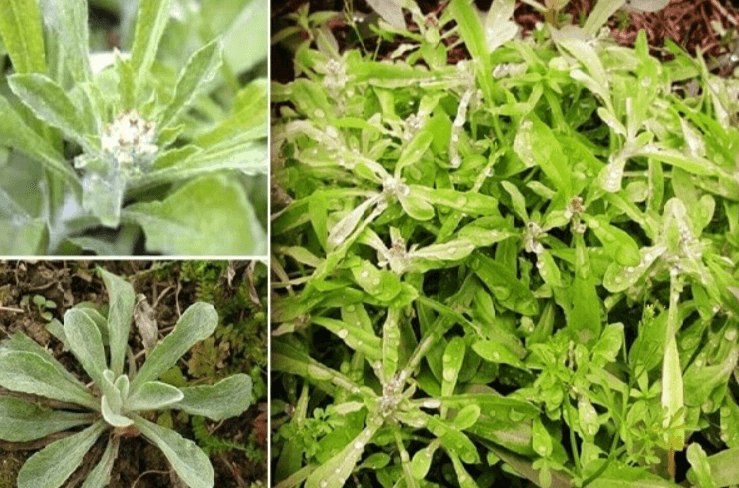 Tìm hiểu chung về rau khúc
