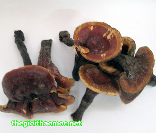 Nấm Lim xanh vừa