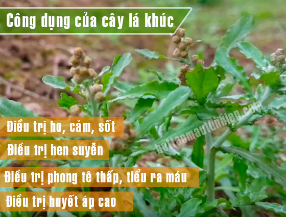 Lưu ý khi sử dụng rau khúc
