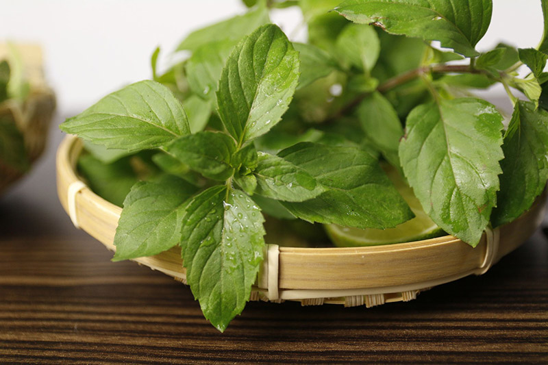 Cách dùng bạc hà  lá dài