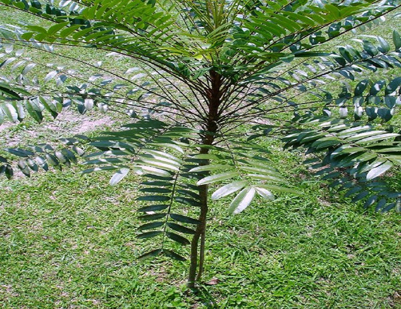 cây bá bệnh