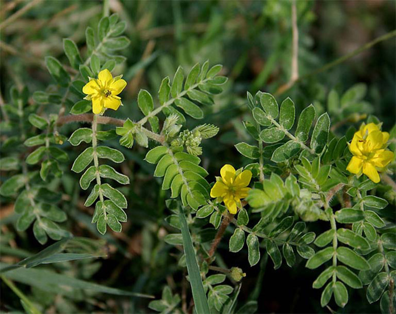 cây bạch tật lê