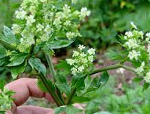 Cây Cery - Trà thảo dược Cery