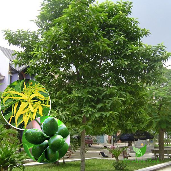 Cây ngọc lan tây