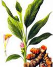 Cây nghệ vàng