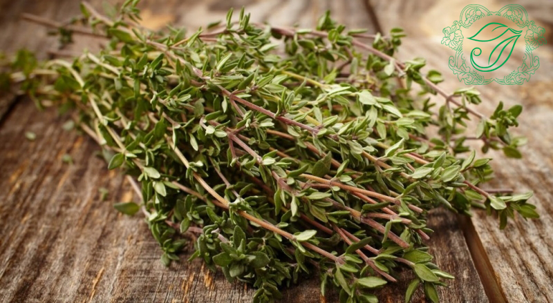 cỏ xạ hương trị mụn hiệu quả
