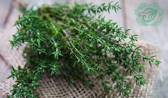 cỏ xạ hương trị mụn hiệu quả