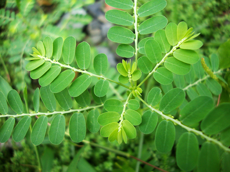 Công dụng của diệp hạ châu