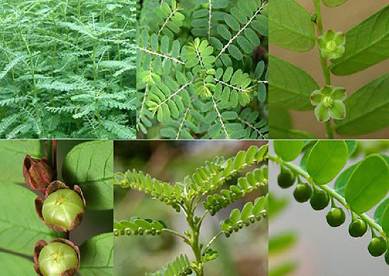 Diệp hạ châu là gì?