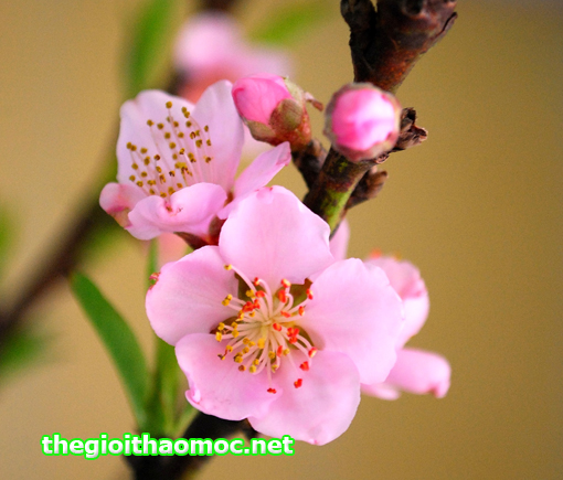 Hoa-anh-đào-(sakura)