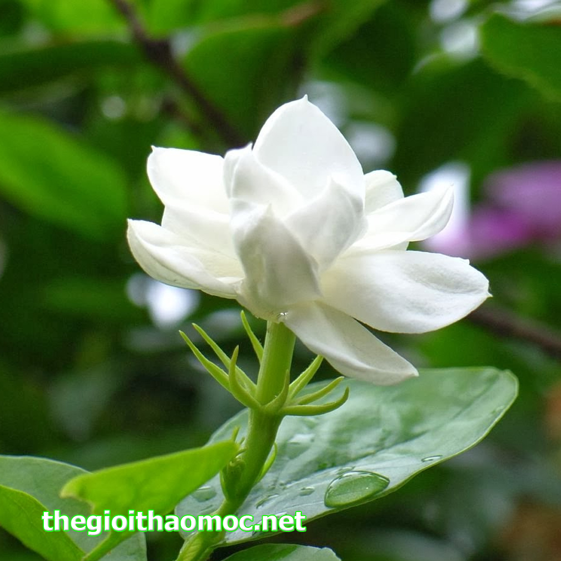 Thưởng Trà Lài – Nghệ Thuật Thư Giãn Tinh Thần Giữa Cuộc Sống Bộn Bề