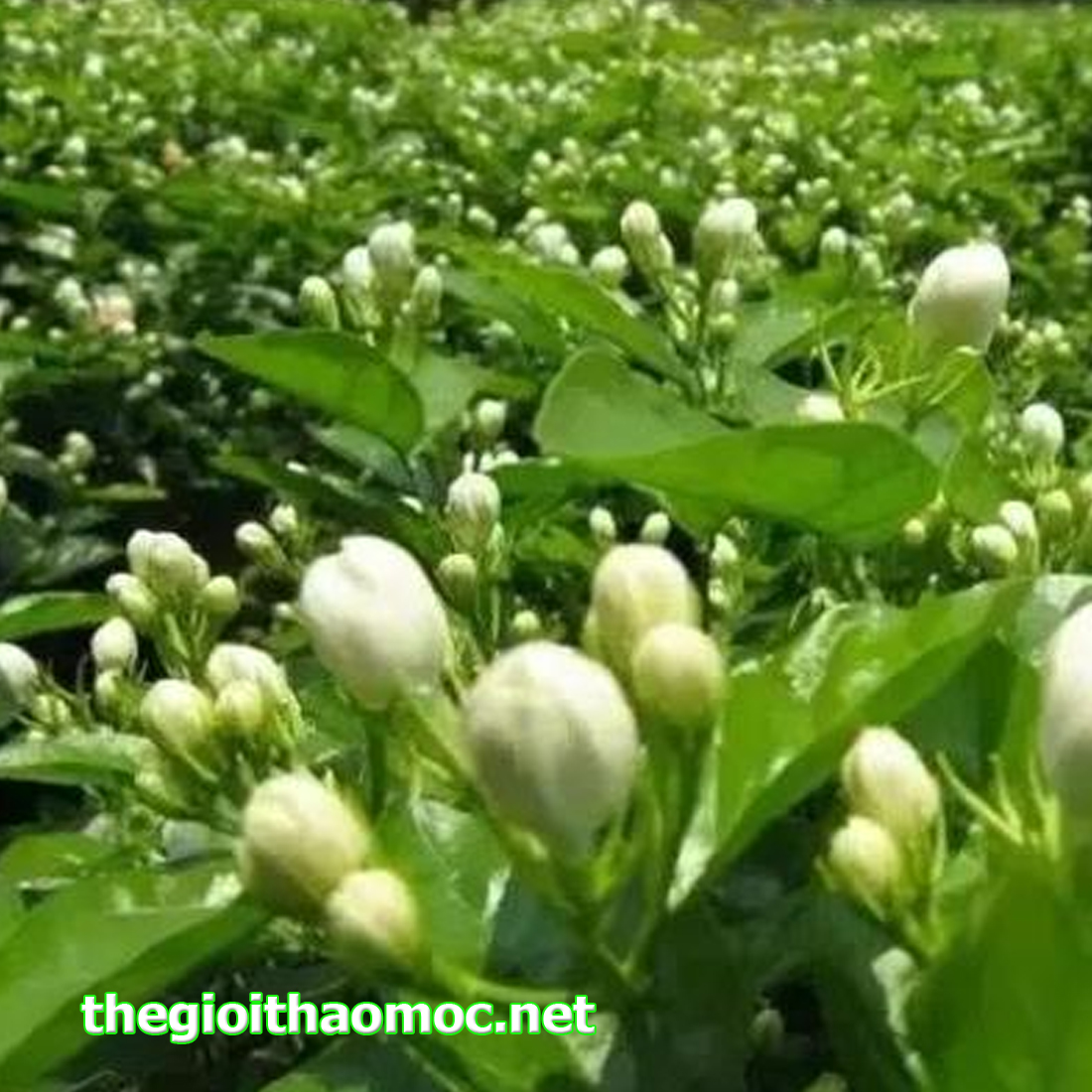 Kết quả hình ảnh cho tra hoa nhai