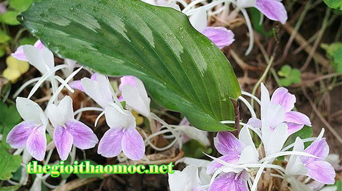 cây tam thất nam - Bột Tam Thất Nam