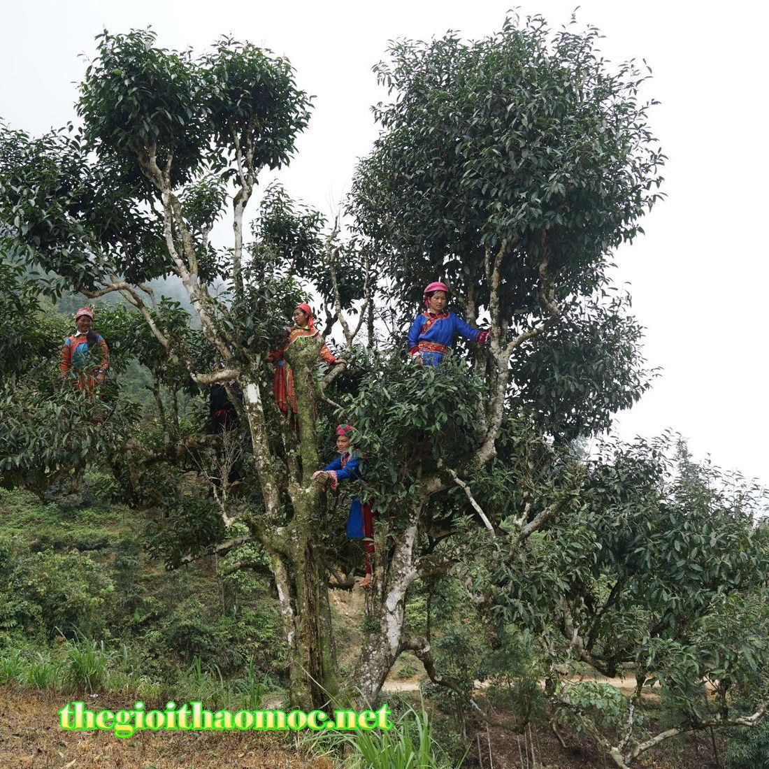 trà cổ thụ - Các loại chè trà