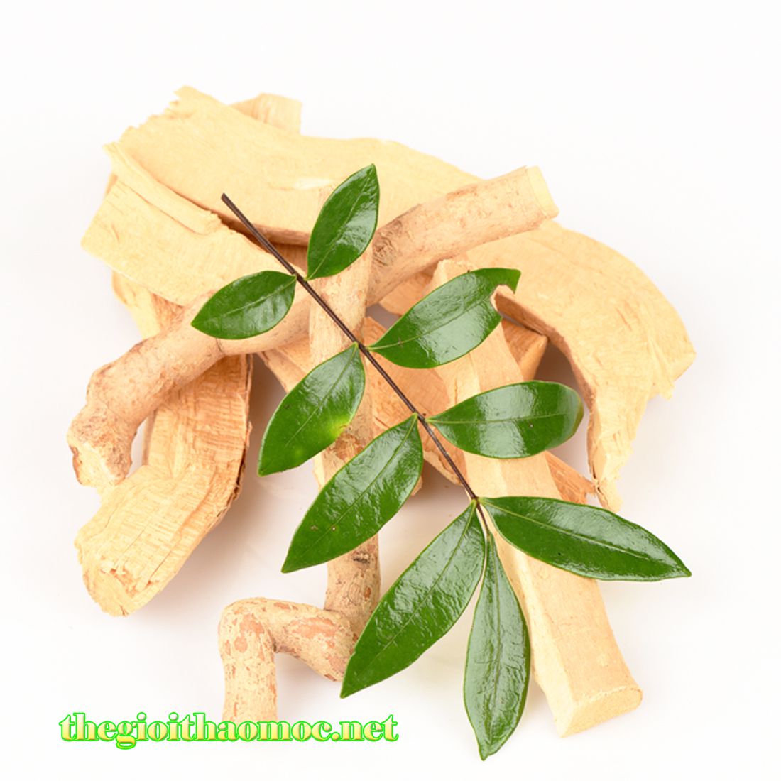 rễ mật nhân lâu năm