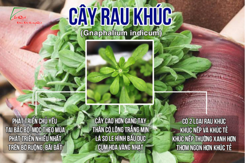 rau khúc có tác dụng tiêu viêm, thanh nhiệt,, giải độc