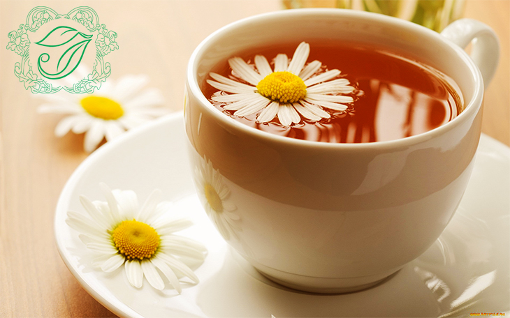 Trà hoa cúc trà giải nhiệt mùa hè