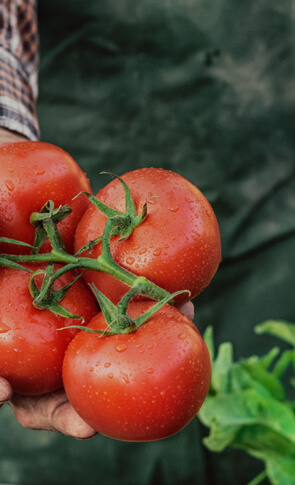  Thảo Mộc Thiên Nhiên Thuận Thành