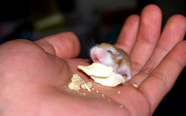 Chăm sóc chuột Hamster khi đến mùa sinh sản - phukienpets.com
