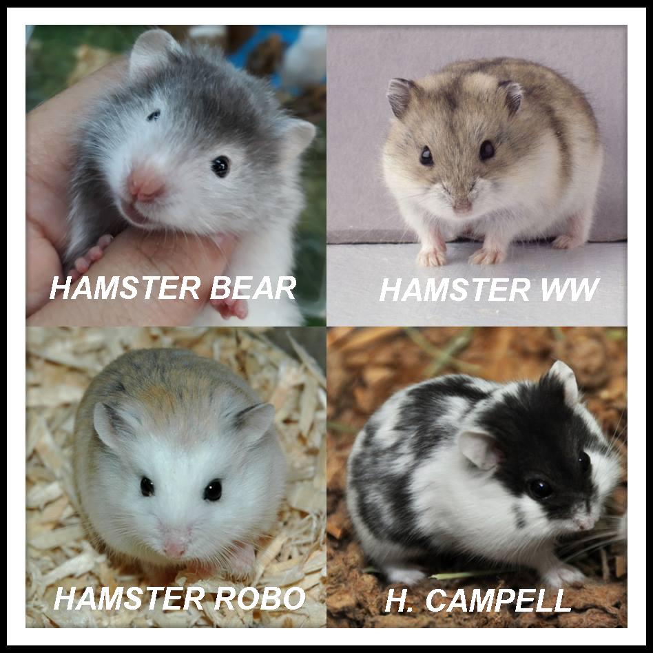 Cách phân loại chuột Hamster cơ bản nhất và phổ biến nhất The ...