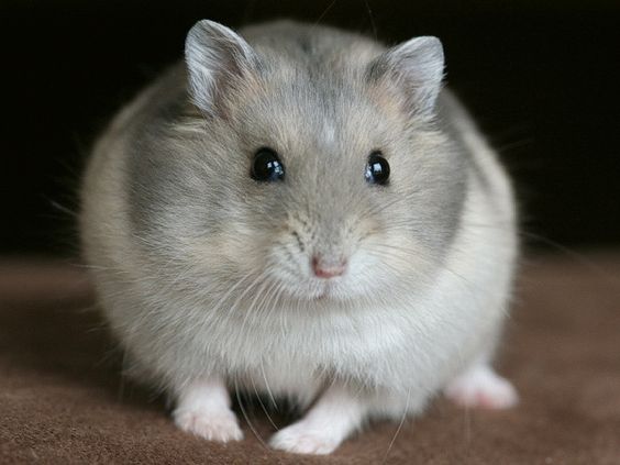 Bộ sưu tập meme chuột Hamster cực hài, đáng yêu