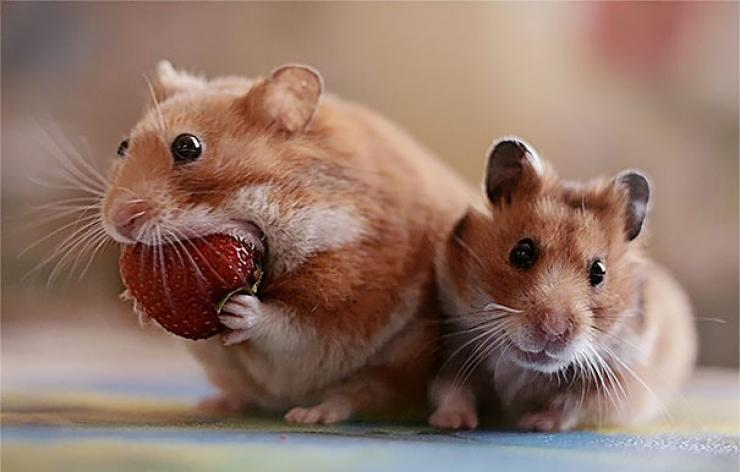 Hướng dẫn phân biệt Hamster đực cái và cách ghép đôi