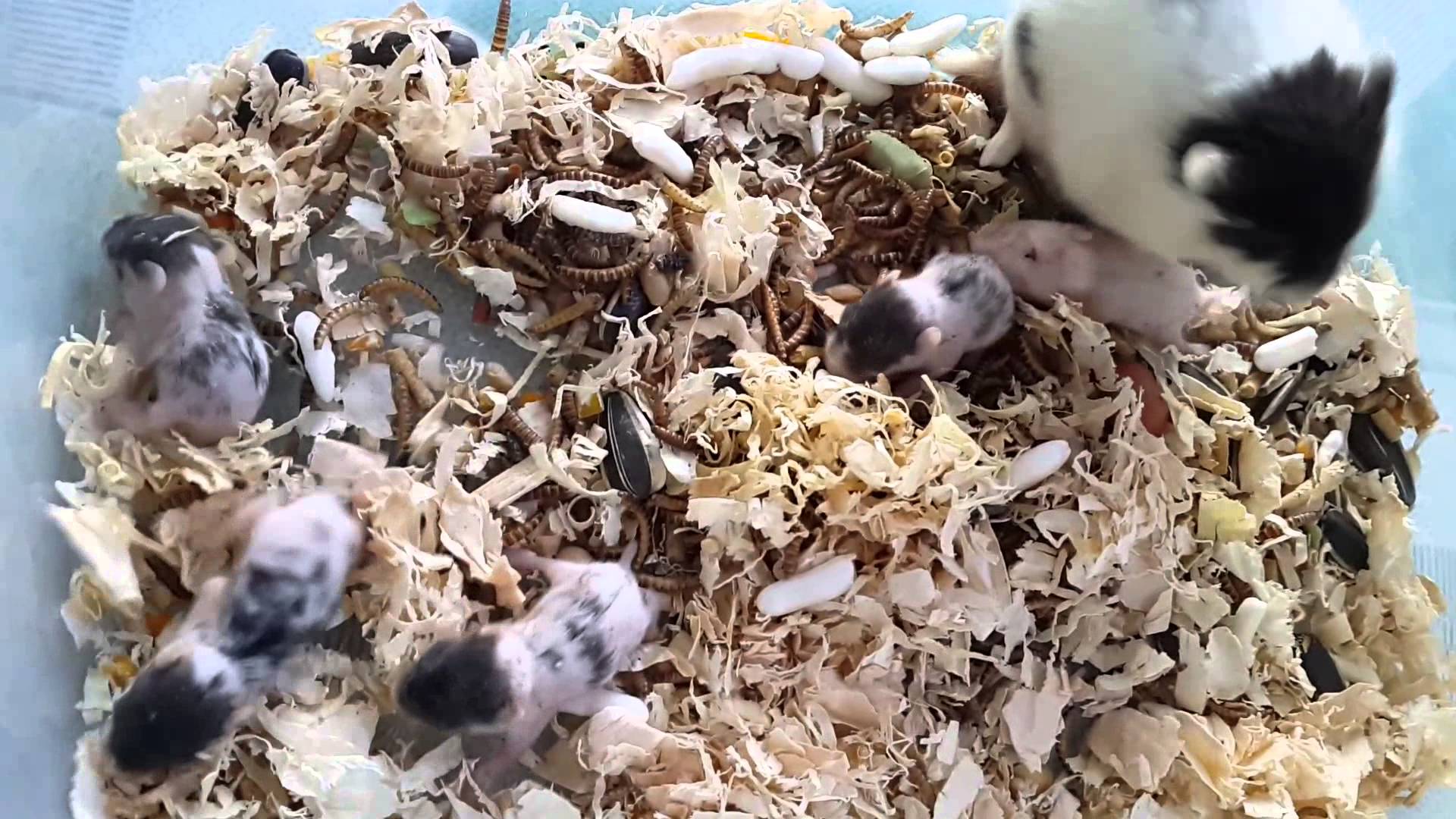 Hướng dẫn nhận biết Hamster mang thai