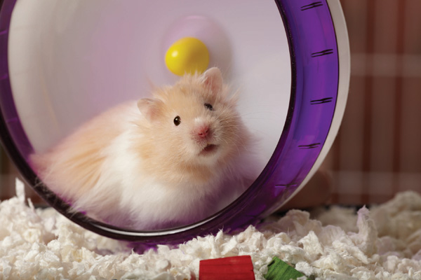 Những vật dụng cần thiết khi nuôi một bé Hamster