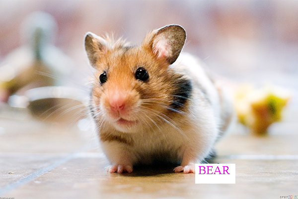 Cách phân loại chuột Hamster cơ bản nhất và phổ biến nhất