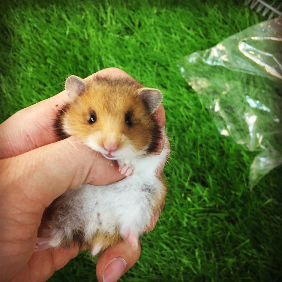 Hamster bear tam thể