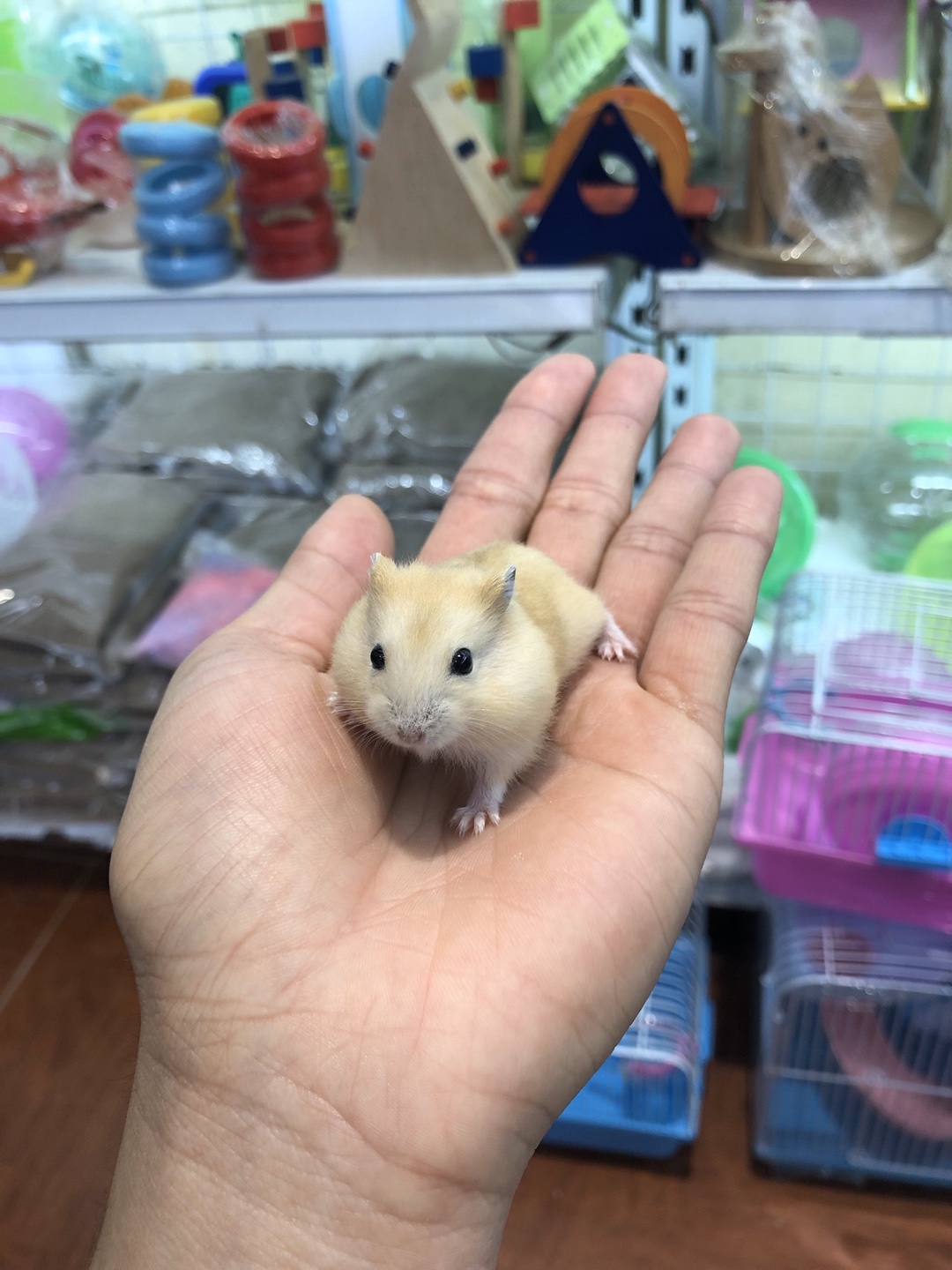 Hamster winter white bông lan