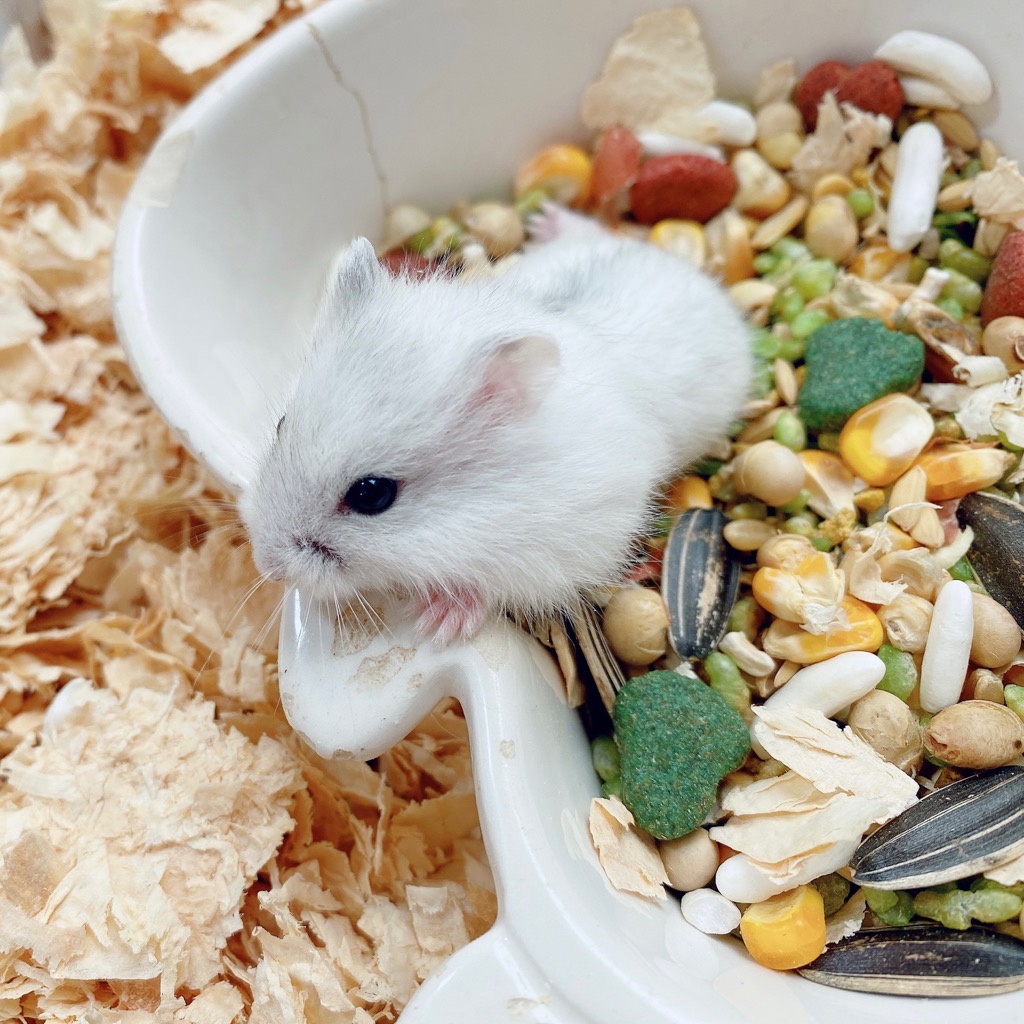 Hamster winter white trắng sọc