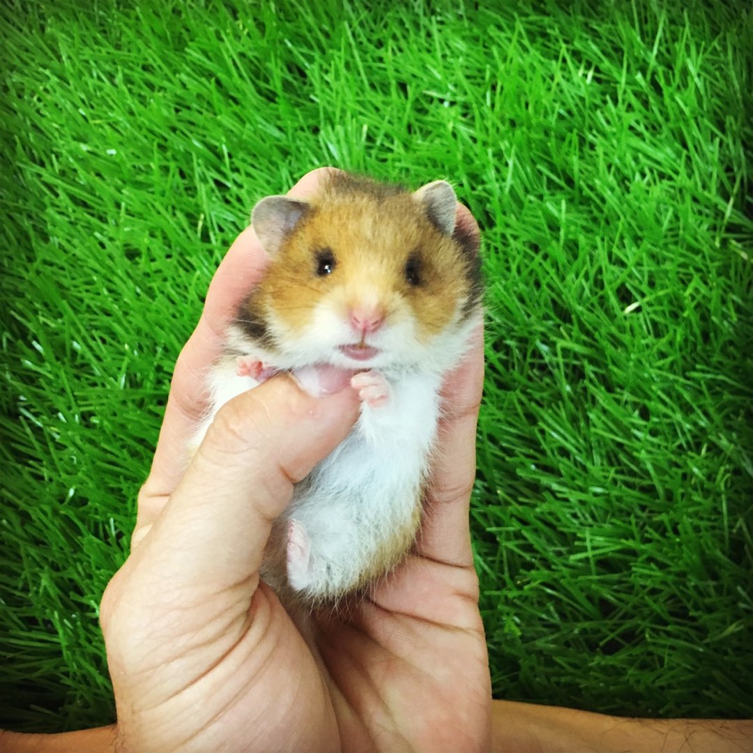 Hamster bear tam thể