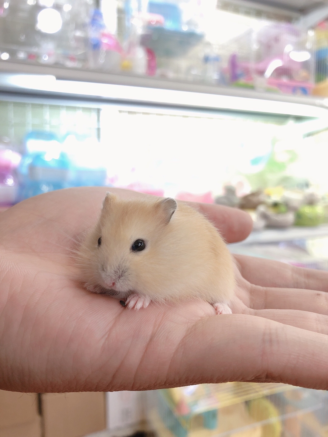 Hamster winter white bông lan