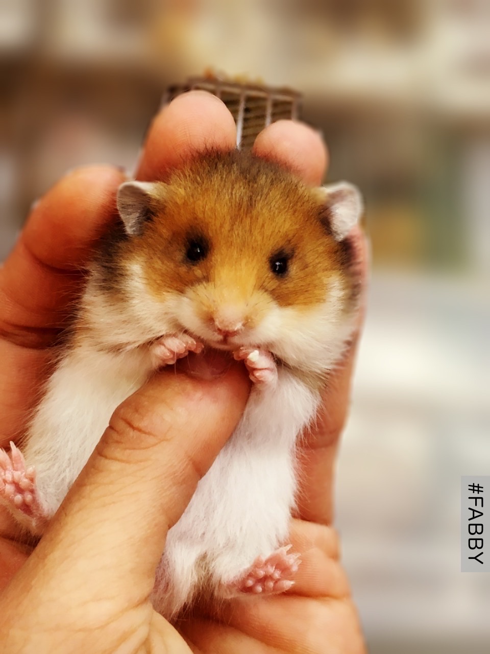 Hamster bear