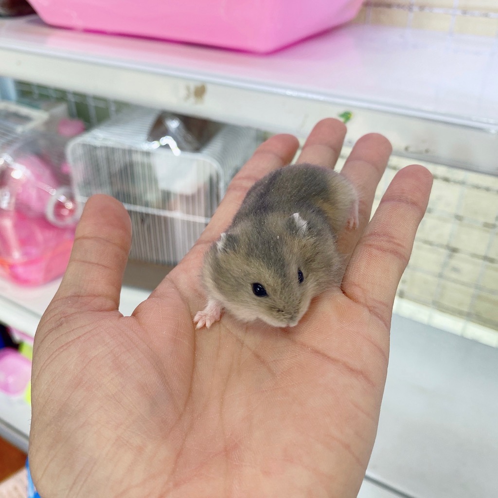 Hamster Winter White sapphire