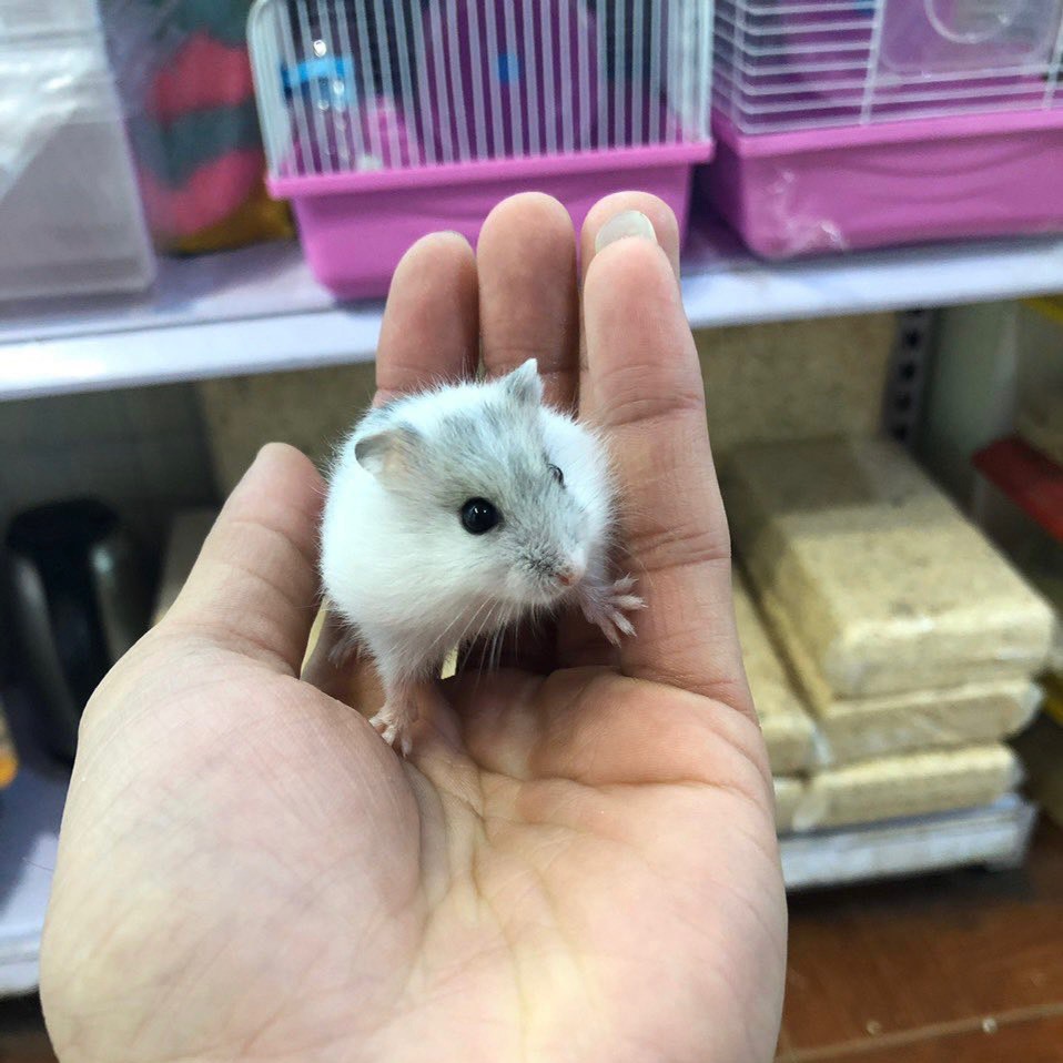 Hamster winter white trắng sọc