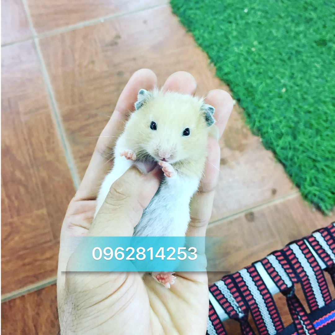 Hamster bear màu kem
