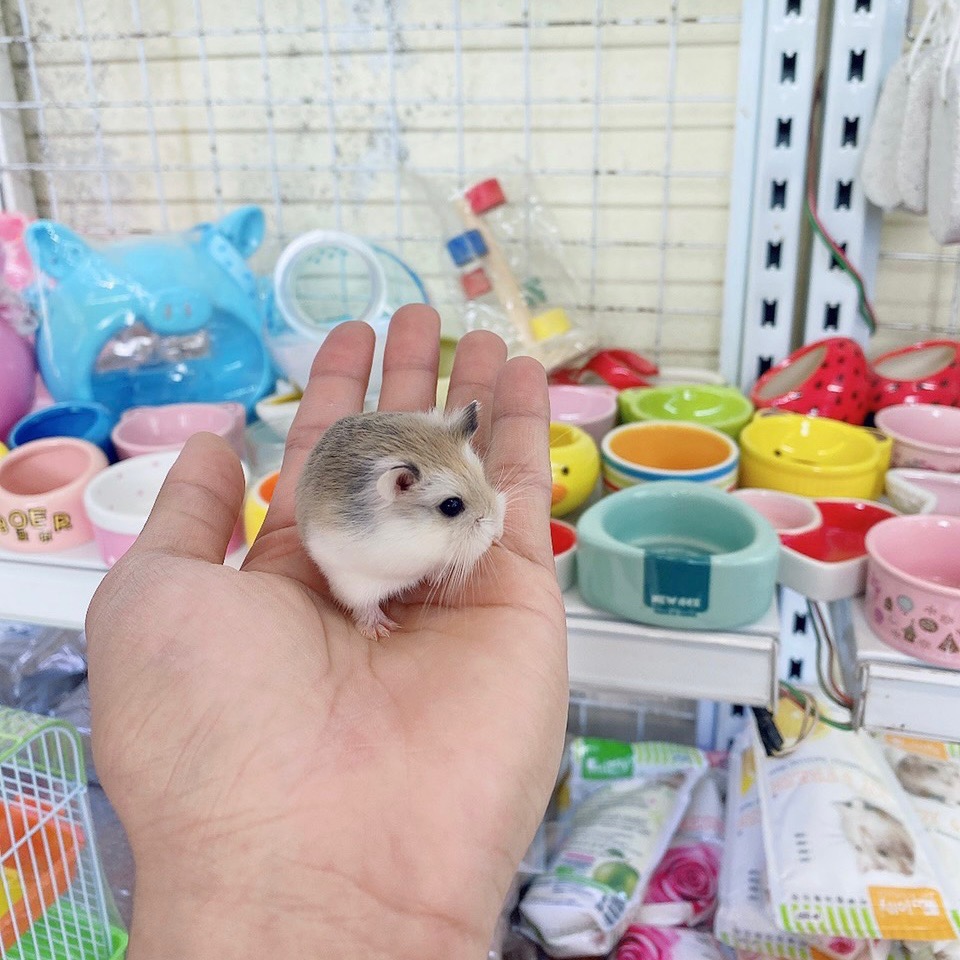 Hamster robo mặt nâu